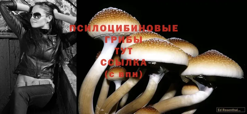 Псилоцибиновые грибы Psilocybe  как найти наркотики  Видное 